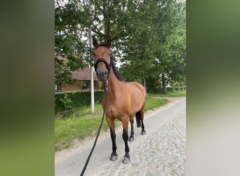 Belgian Warmblood, Mare, 9 years, 15.3 hh, Brown