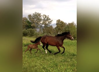 Belgian Warmblood, Mare, 9 years, 16.1 hh, Bay
