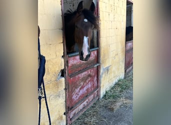 Belgian Warmblood, Mare, 9 years, 16.1 hh, Bay