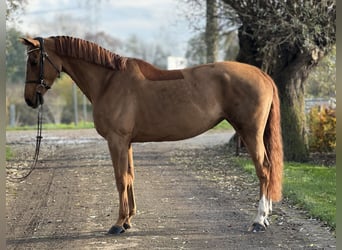 Belgian Warmblood, Mare, 9 years, 16,1 hh, Chestnut-Red