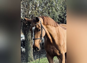 Belgian Warmblood, Mare, 9 years, 16,1 hh, Chestnut-Red