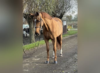 Belgian Warmblood, Mare, 9 years, 16,1 hh, Chestnut-Red