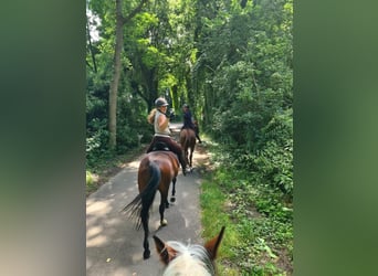 Belgian Warmblood, Mare, 9 years, 16 hh, Bay-Dark