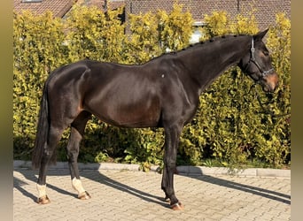 Belgian Warmblood, Mare, 9 years, 16 hh, Bay-Dark