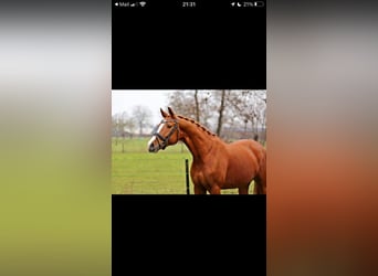 Belgian Warmblood, Mare, 9 years, 16 hh, Chestnut-Red