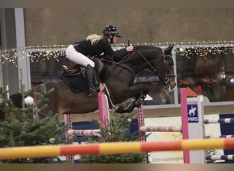 Belgian Warmblood, Mare, 9 years, 16,1 hh, Bay-Dark