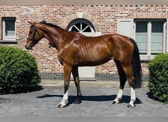 Belgian Warmblood, Mare, 9 years, 16,1 hh, Bay