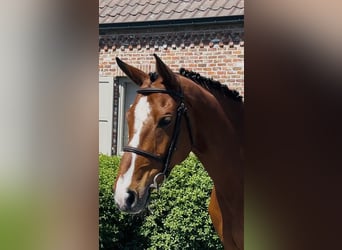 Belgian Warmblood, Mare, 9 years, 16,1 hh, Bay