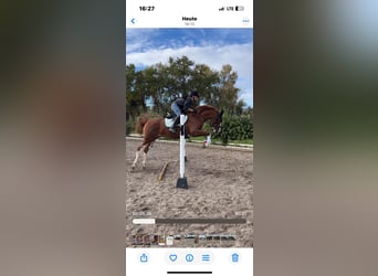 Belgian Warmblood, Mare, 9 years, 16,2 hh, Chestnut-Red