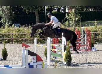 Belgian Warmblood, Mare, 9 years, 17.2 hh, Bay-Dark
