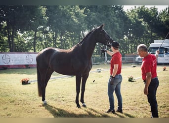 Belgian Warmblood, Mare, 9 years, 17 hh, Black