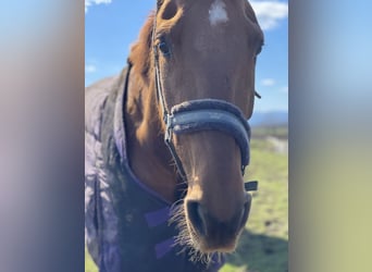 Belgian Warmblood, Mare, 9 years, 17 hh