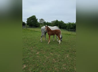 Belgian Warmblood, Mare, , 12,2 hh, Chestnut-Red