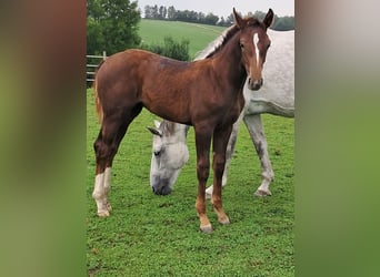 Belgian Warmblood, Mare, Foal (03/2025), 13,2 hh, Chestnut