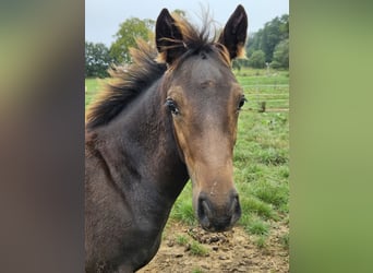 Belgian Warmblood, Mare, Foal (04/2024), 15,1 hh, Bay-Dark