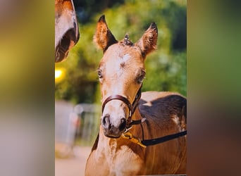 Belgian Warmblood, Mare, Foal (06/2023), 15.2 hh, Dun