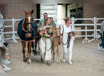 Belgian Warmblood, Mare, Foal (06/2023), 15.2 hh, Dun
