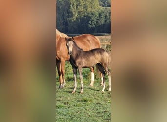 Belgian Warmblood, Mare, Foal (06/2023), 15.2 hh, Dun
