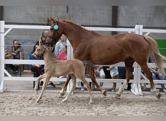 Belgian Warmblood, Mare, Foal (06/2023), 15.2 hh, Dun