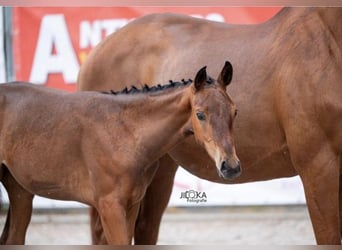 Belgian Warmblood, Mare, Foal (04/2025), 16.1 hh, Brown