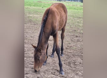 Belgian Warmblood, Mare, Foal (04/2025), 16.1 hh, Brown