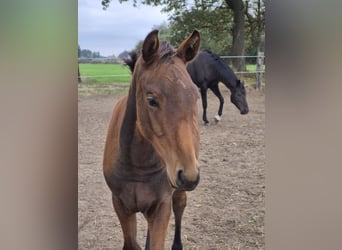 Belgian Warmblood, Mare, Foal (04/2025), 16.1 hh, Brown