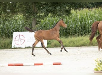 Belgian Warmblood, Mare, Foal (04/2025), 16.1 hh, Brown