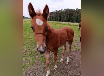 Belgian Warmblood, Mare, , 16,1 hh, Chestnut-Red