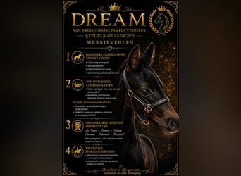 Belgian Warmblood, Mare, Foal (04/2026), Bay-Dark