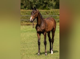 Belgian Warmblood, Mare, Foal (04/2024), Bay-Dark