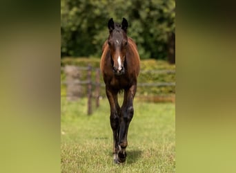 Belgian Warmblood, Mare, Foal (04/2024), Bay-Dark