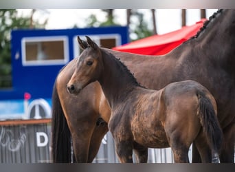 Belgian Warmblood, Mare, Foal (05/2026), Bay-Dark