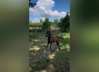 Belgian Warmblood, Mare, Foal (05/2025), Bay-Dark