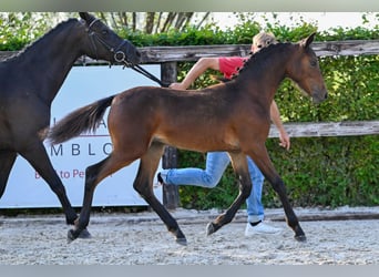 Belgian Warmblood, Mare, Foal (03/2024), Bay-Dark