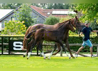Belgian Warmblood, Mare, Foal (05/2025), Bay-Dark