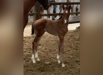 Belgian Warmblood, Mare, Foal (01/2024), Bay