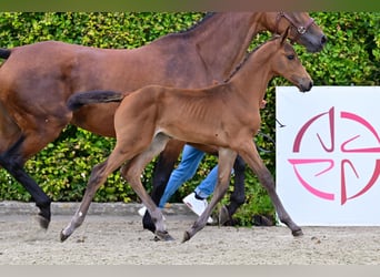 Belgian Warmblood, Mare, Foal (06/2024), Bay