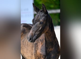 Belgian Warmblood, Mare, Foal (05/2024), Bay