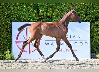 Belgian Warmblood, Mare, Foal (06/2024), Bay