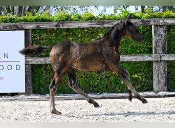 Belgian Warmblood, Mare, Foal (05/2024), Bay