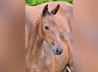 Belgian Warmblood, Mare, Foal (05/2024), Bay