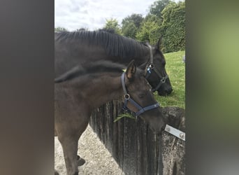 Belgian Warmblood, Mare, Foal (05/2024), Black