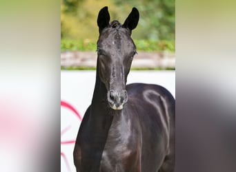 Belgian Warmblood, Mare, Foal (05/2026), Black