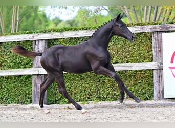 Belgian Warmblood, Mare, Foal (05/2026), Black