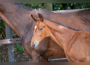 Belgian Warmblood, Mare, Foal (05/2024), Brown