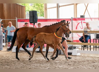 Belgian Warmblood, Mare, Foal (04/2026), Brown