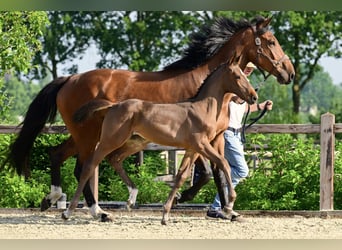 Belgian Warmblood, Mare, Foal (03/2026), Brown