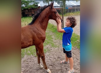 Belgian Warmblood, Mare, Foal (06/2024), Brown