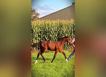 Belgian Warmblood, Mare, Foal (06/2024), Brown