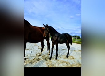 Belgian Warmblood, Mare, Foal (06/2026), Brown